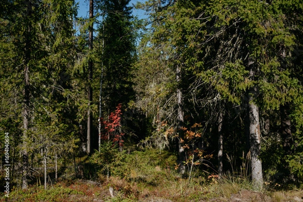 Fototapeta Autumn forest landscape