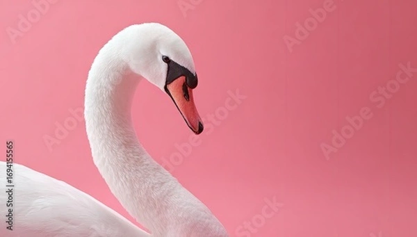 Obraz A close-up portrait of a graceful swan, its pristine white plumage highlighted against a vibrant pink backdrop.