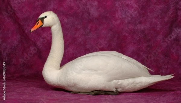 Obraz A regal swan, pure white and elegant, rests on a deep magenta backdrop.