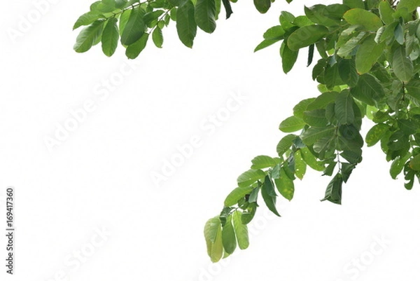 Fototapeta Green tree, white back ground 