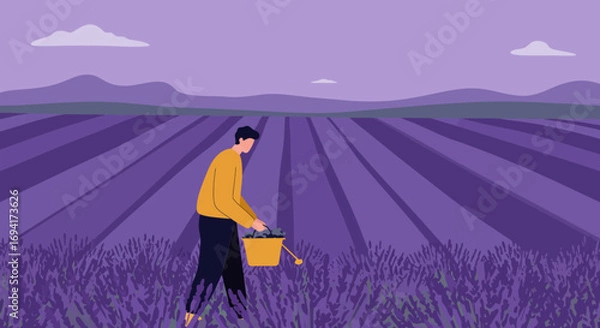 Fototapeta Man collecting fragrant lavender in a vast field, symbolizing farming, natural beauty, and sustainable agriculture. Ideal for aromatherapy and organic concepts.