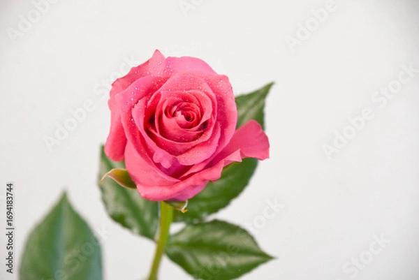 Fototapeta ピンクのばら