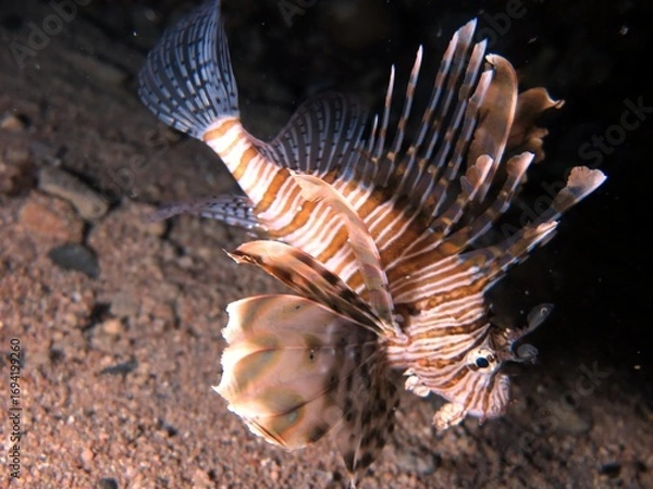 Obraz Under water world