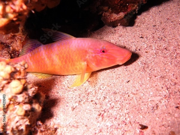 Obraz Under water world