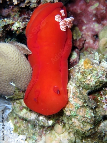 Obraz Spanish sea dancer