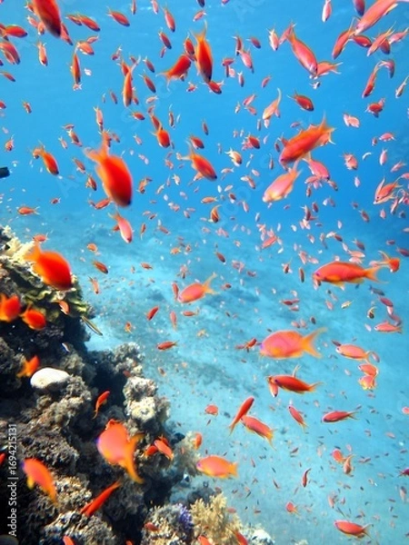 Obraz Under water world