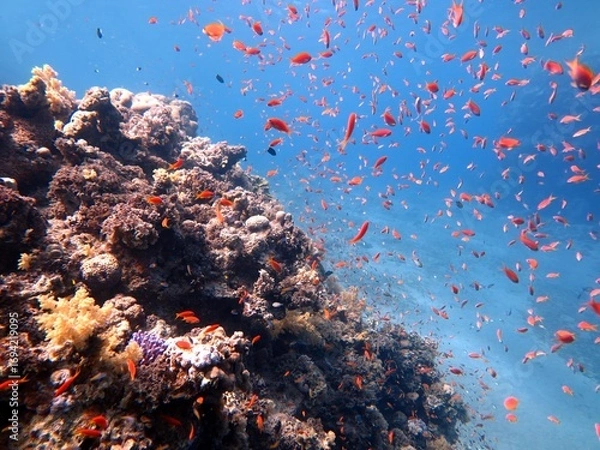 Obraz Under water world