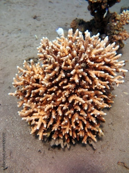 Obraz Under water world