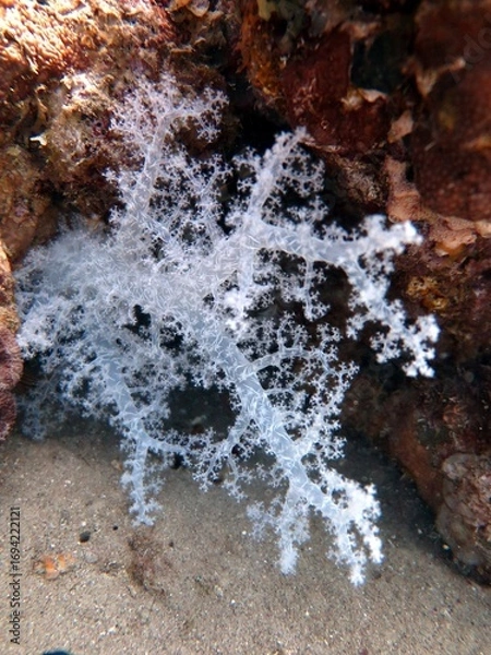 Obraz fish and coral reef