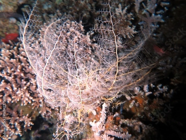 Obraz Under water world