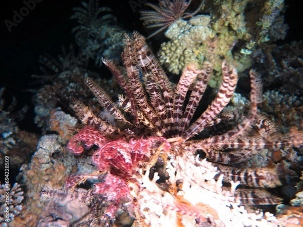 Obraz Under water world