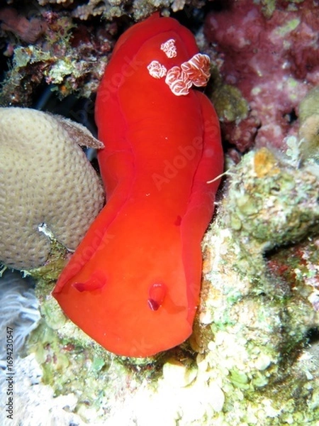 Obraz Spanish sea dancer