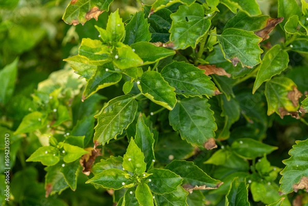 Obraz Close-Up of Green Leaves with Damage