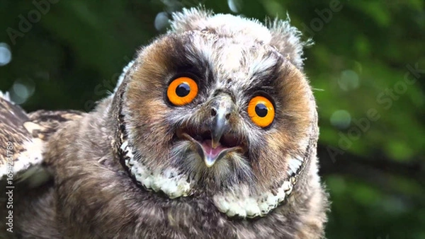 Obraz close up of a owl