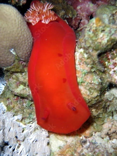 Obraz Spanish sea dancer