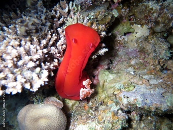 Obraz Spanish sea dancer