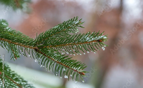 Fototapeta Tree branch with snow and drops of water