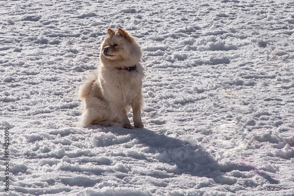 Fototapeta The Chow-Chow dog sits on the snow and looks away