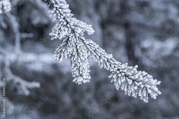 Fototapeta pine branch covered with snow on blurred background