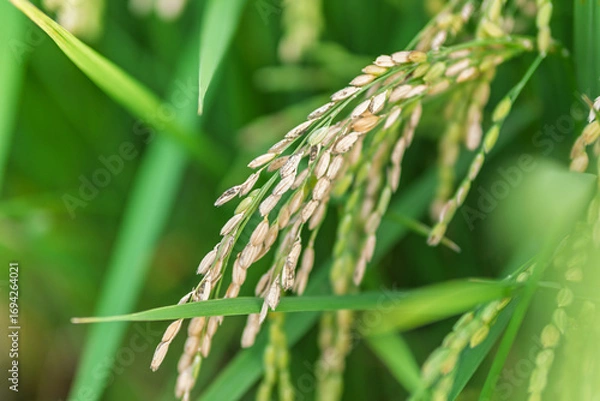 Obraz 高温障害で枯れた稲穂