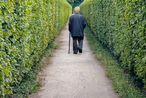 Fototapeta Elderly man with a walking stick walk along a path lined with a hedge