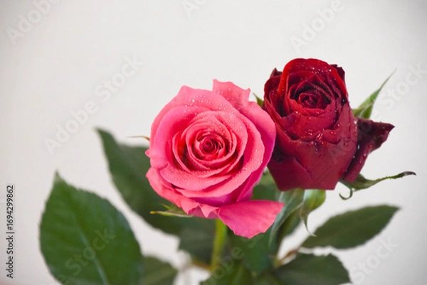 Fototapeta 赤とピンクのばら