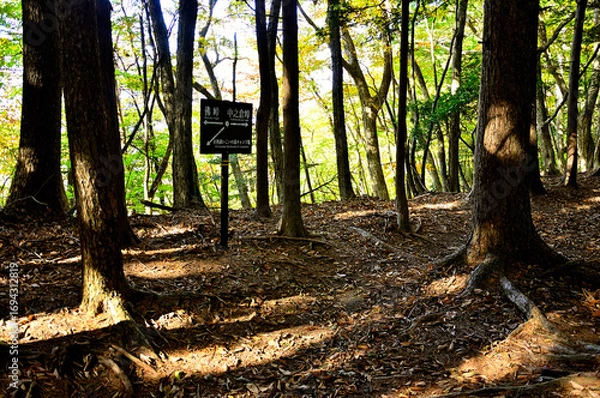 Fototapeta 天子山地の中ノ倉山　山道に射す光
