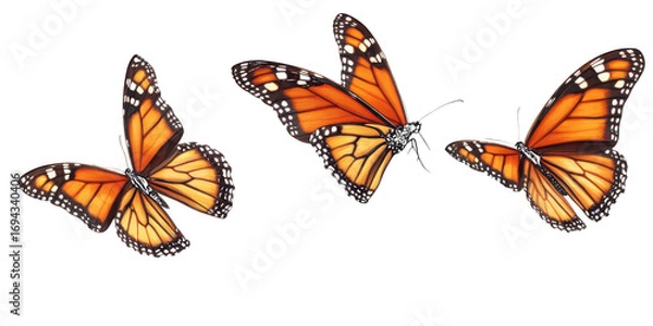 Fototapeta Three Monarch Butterflies in Flight Keywords: butterfly, monarch, orange, black isolated on a transparent background