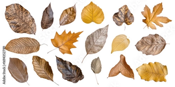 Fototapeta Assortment of Dried Autumn Leaves in Various Earthy Tones fall isolated on a transparent background