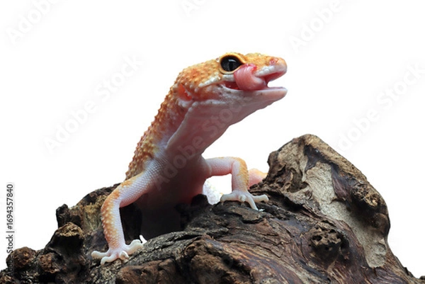 Fototapeta Leopard gecko closeup on wood, Leopard gecko front view, Leopard gecko closeup on isolated background