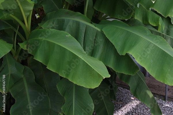 Fototapeta Banana tree in the garden