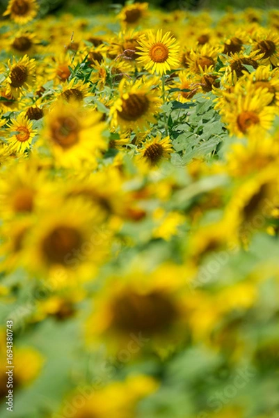 Fototapeta 夏のひまわり畑｜群生とボケを活かした自然素材