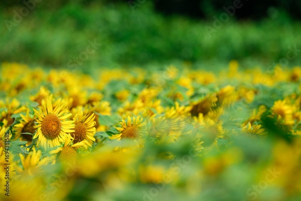 Fototapeta 夏のひまわり畑｜群生とボケを活かした自然素材