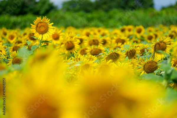 Fototapeta 夏のひまわり畑｜群生とボケを活かした自然素材