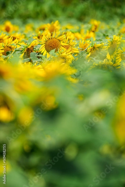 Fototapeta 夏のひまわり畑｜群生とボケを活かした自然素材