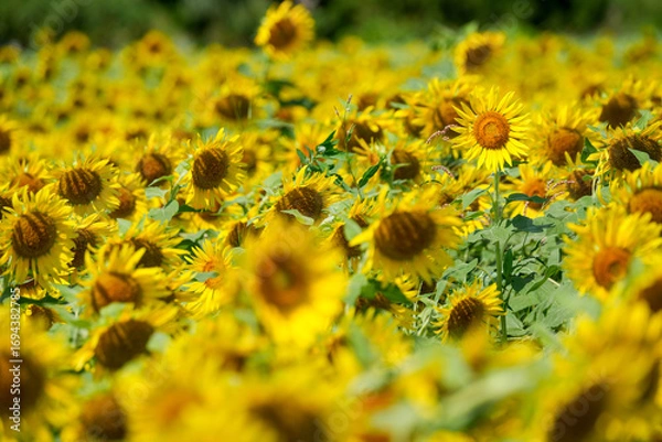 Fototapeta 夏のひまわり畑｜群生とボケを活かした自然素材