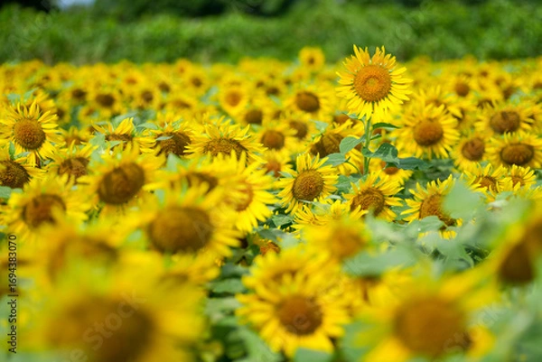Fototapeta 夏のひまわり畑｜群生とボケを活かした自然素材