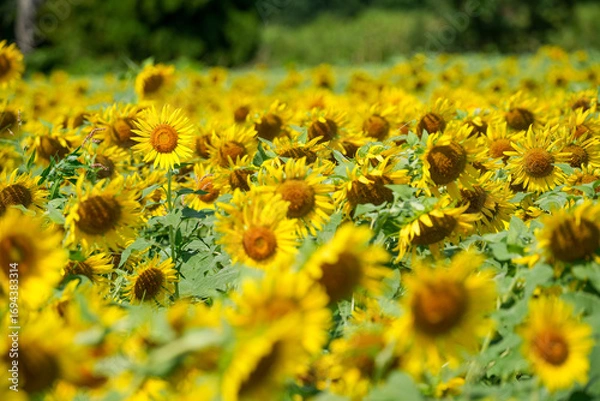 Fototapeta 夏のひまわり畑｜群生とボケを活かした自然素材