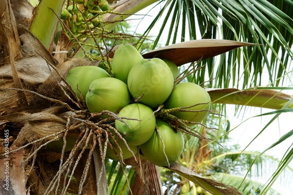 Obraz Coconuts on tree