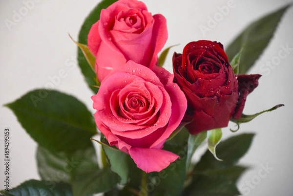 Fototapeta 赤とピンクのばら