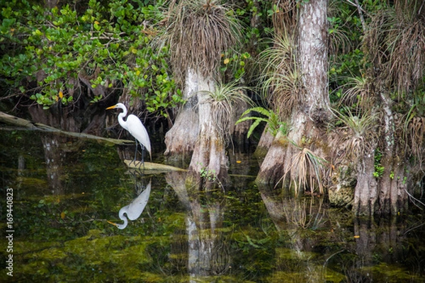 Obraz White bird in swamp
