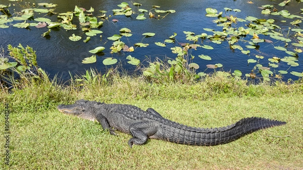 Obraz Alligator body on grass