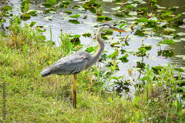 Fototapeta Bird in marsh