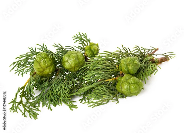 Fototapeta Cypress twig with cones