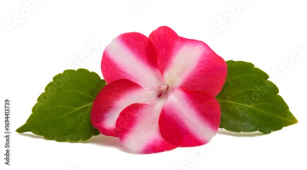 Fototapeta Busy lizzy  flower