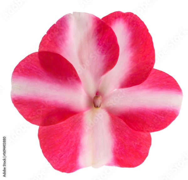 Fototapeta Busy lizzy  flower