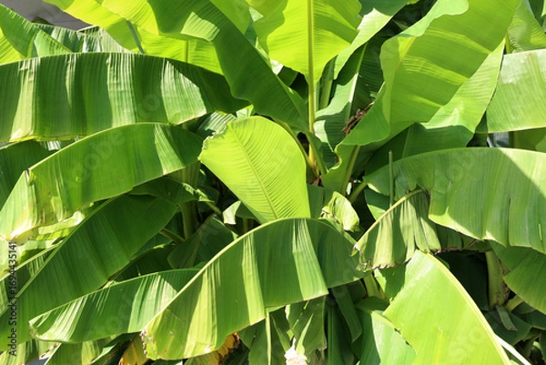 Fototapeta Banana tree in the garden
