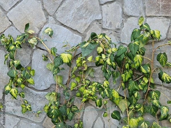 Fototapeta Variegated ivy with lush green and yellow leaves climbing a stone wall. Perfect natural texture for backgrounds, garden design articles, or rustic home decor concepts.