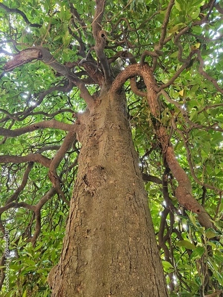 Fototapeta Powerful view up a majestic tree trunk to a canopy of gnarled branches and green leaves. Ideal for concepts of growth, connection, family roots, or complex networks.