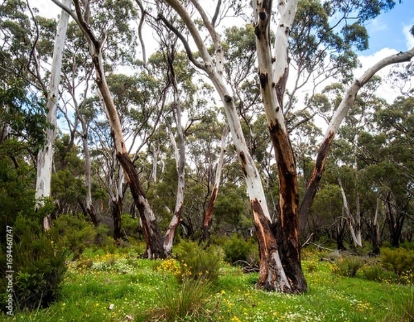 Obraz Eucalyptus forest in spring